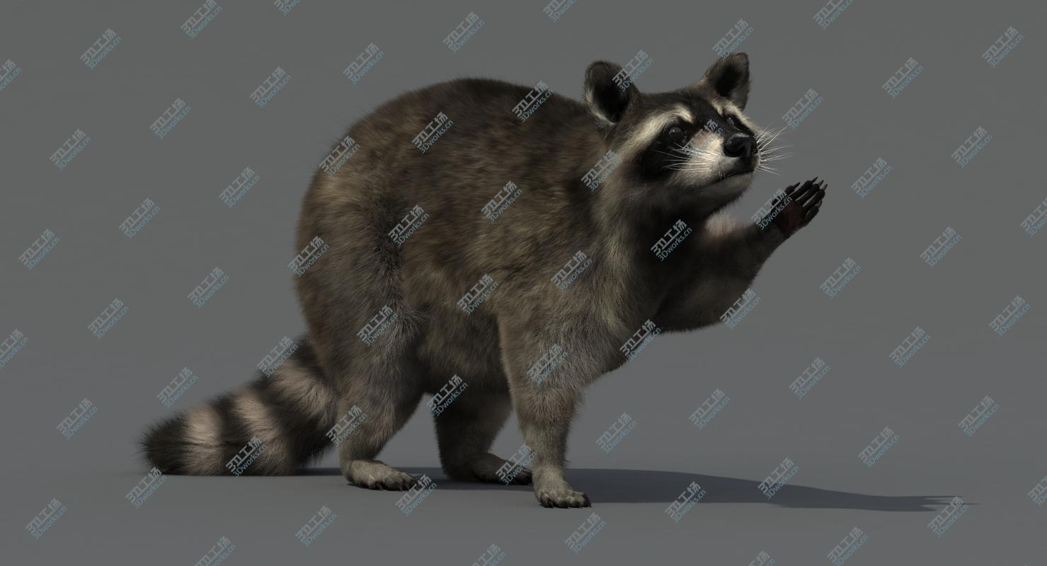images/goods_img/2021040232/3D Raccoon Rigged/5.jpg